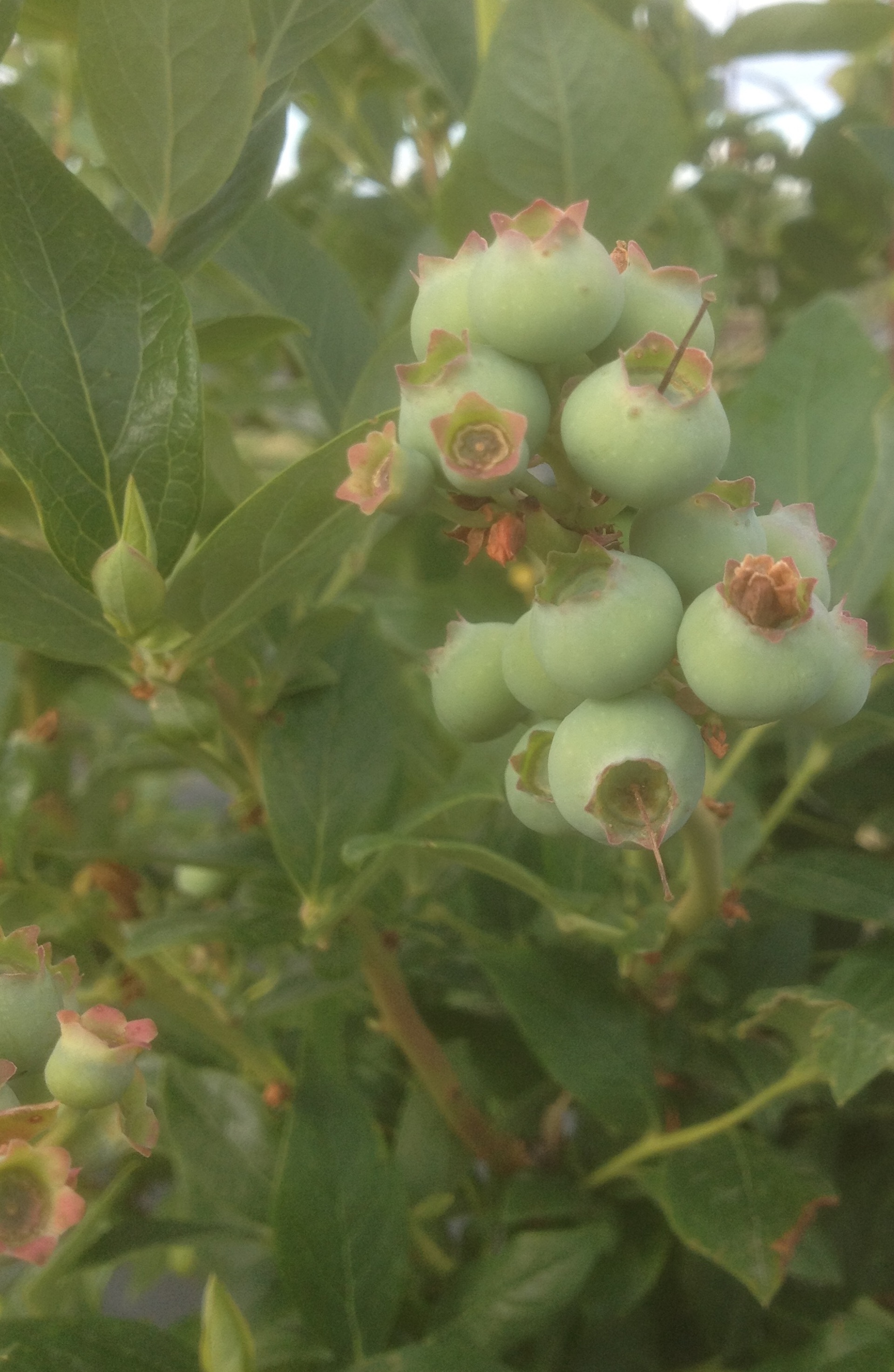 Blueberries Forming Roy Farms